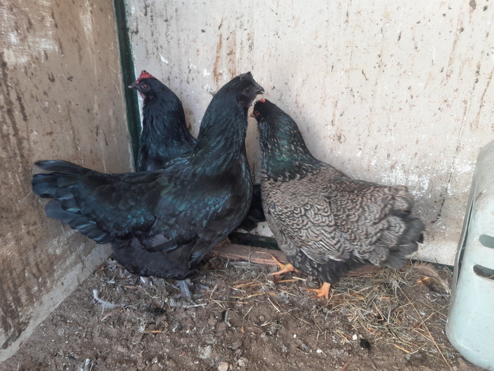 3 mooie grote hennen ayam cemani barnevelder en australorp, Dieren en Toebehoren, Vrouwelijk, Kip