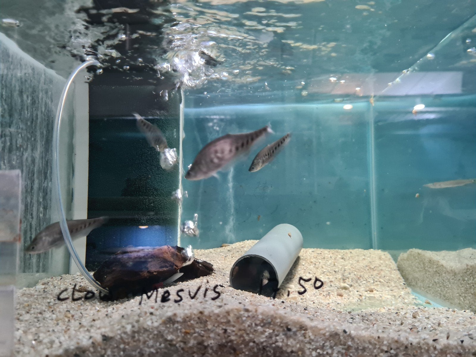 Clown Mesvis, Chitala Ornata, Vis, Zoetwatervis
