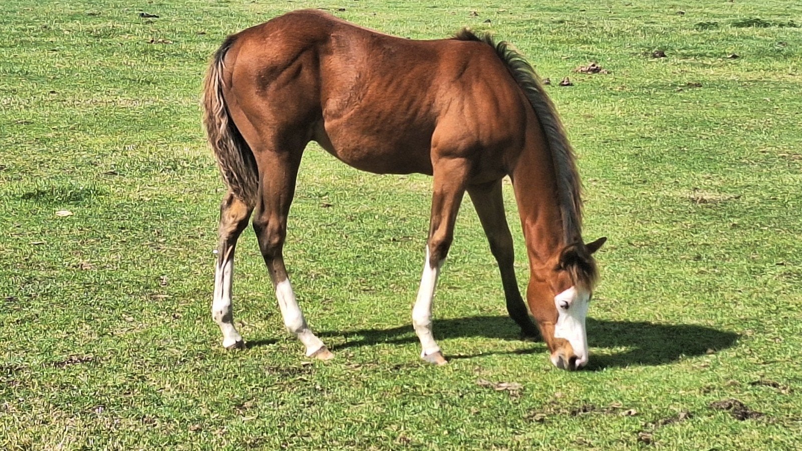 APHA , QUARTER HORSE VEULENS., Hengst, Minder dan 160 cm, 0 tot 2 jaar