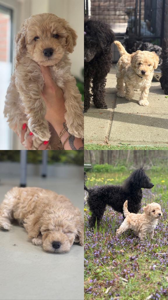 Dwergpoedel pups, Dieren en Toebehoren, Poedel, Parvo, 8 tot 15 weken, Meerdere