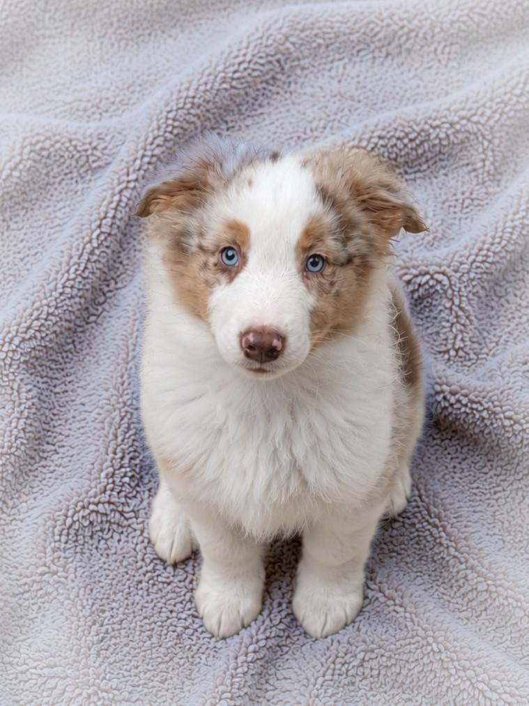 Super lieve australian Shepherd reutje zoekt nog een baasje, Dieren en Toebehoren, Honden | Herdershonden en Veedrijvers, Parvo