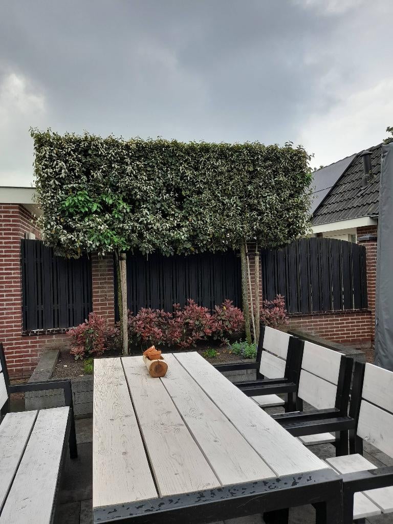 Mooie olijfwilg, Tuin en Terras, Planten | Bomen, Ophalen, Halfschaduw, Overige soorten, 100 tot 250 cm