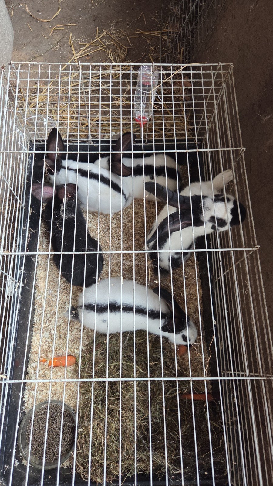 grote lotharinger rammen, Dieren en Toebehoren, Konijnen, Meerdere dieren, Groot