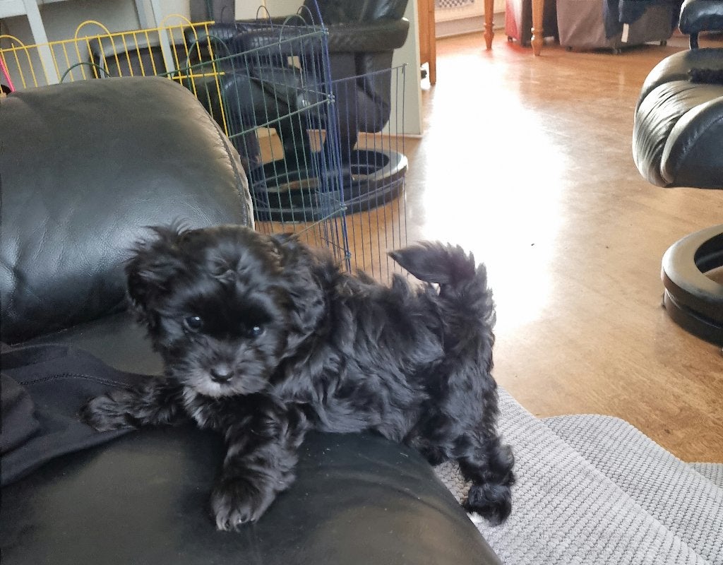 Nog 1 shihpoo reutje !, Parvo, 8 tot 15 weken, Eén hond, Nederland