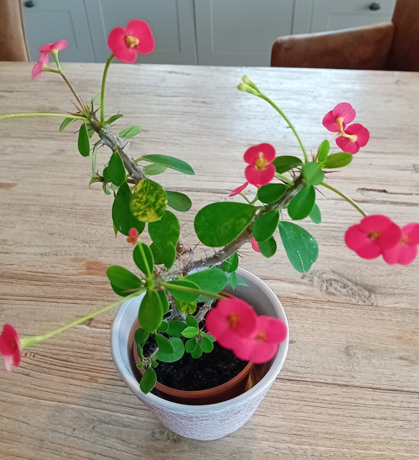 Roodbloemige vintage Christusdoorn Ouderwets plantje, Ophalen of Verzenden, Halfschaduw, Minder dan 100 cm