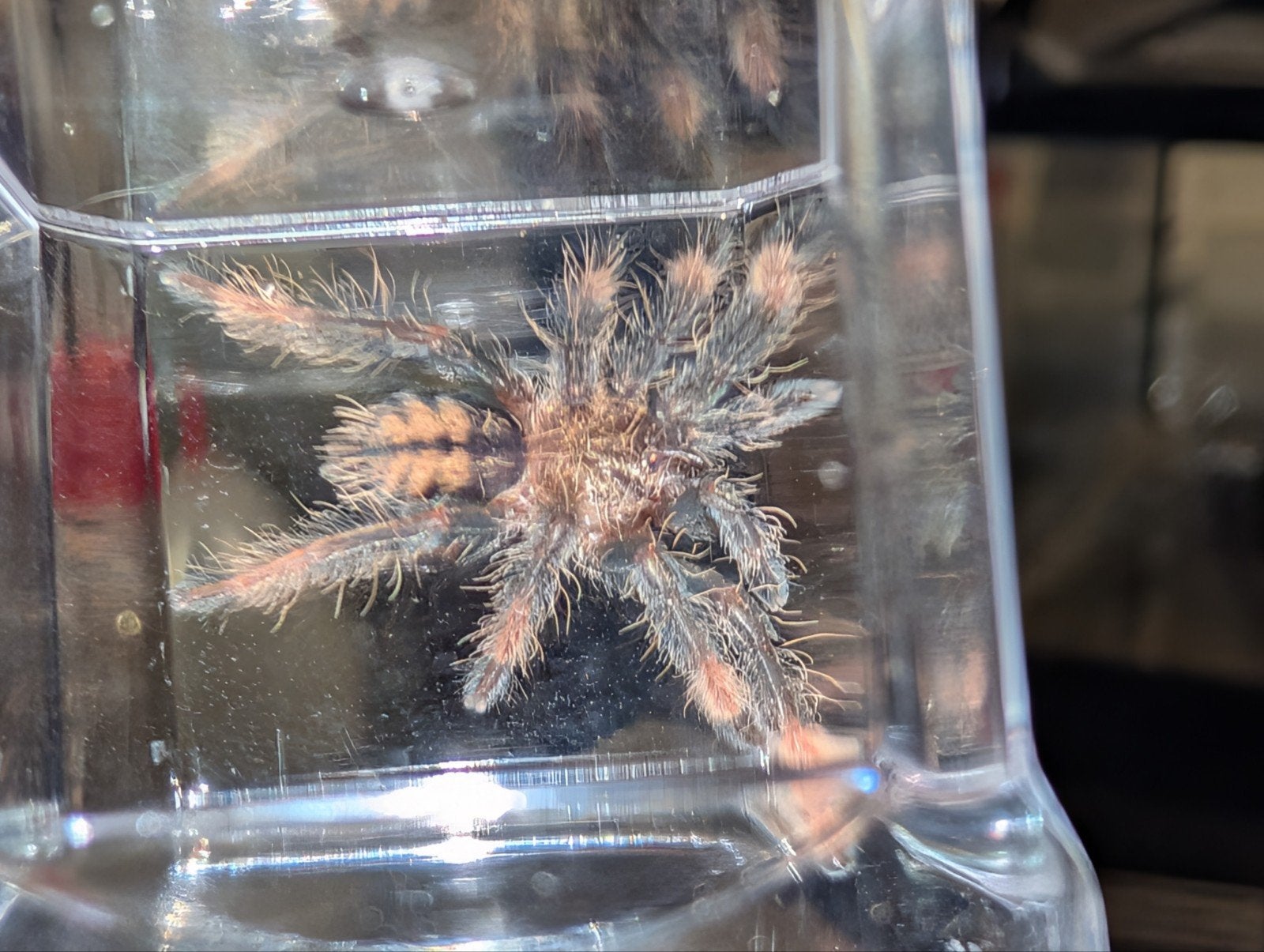 Trinidad chevron tarantula slings, Dieren en Toebehoren, Spin of Schorpioen