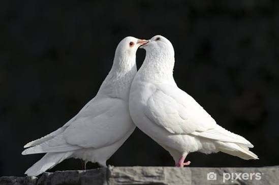 Witte duiven & Sierduiven & Postduiven............, Dieren en Toebehoren, Meerdere dieren, Overige soorten