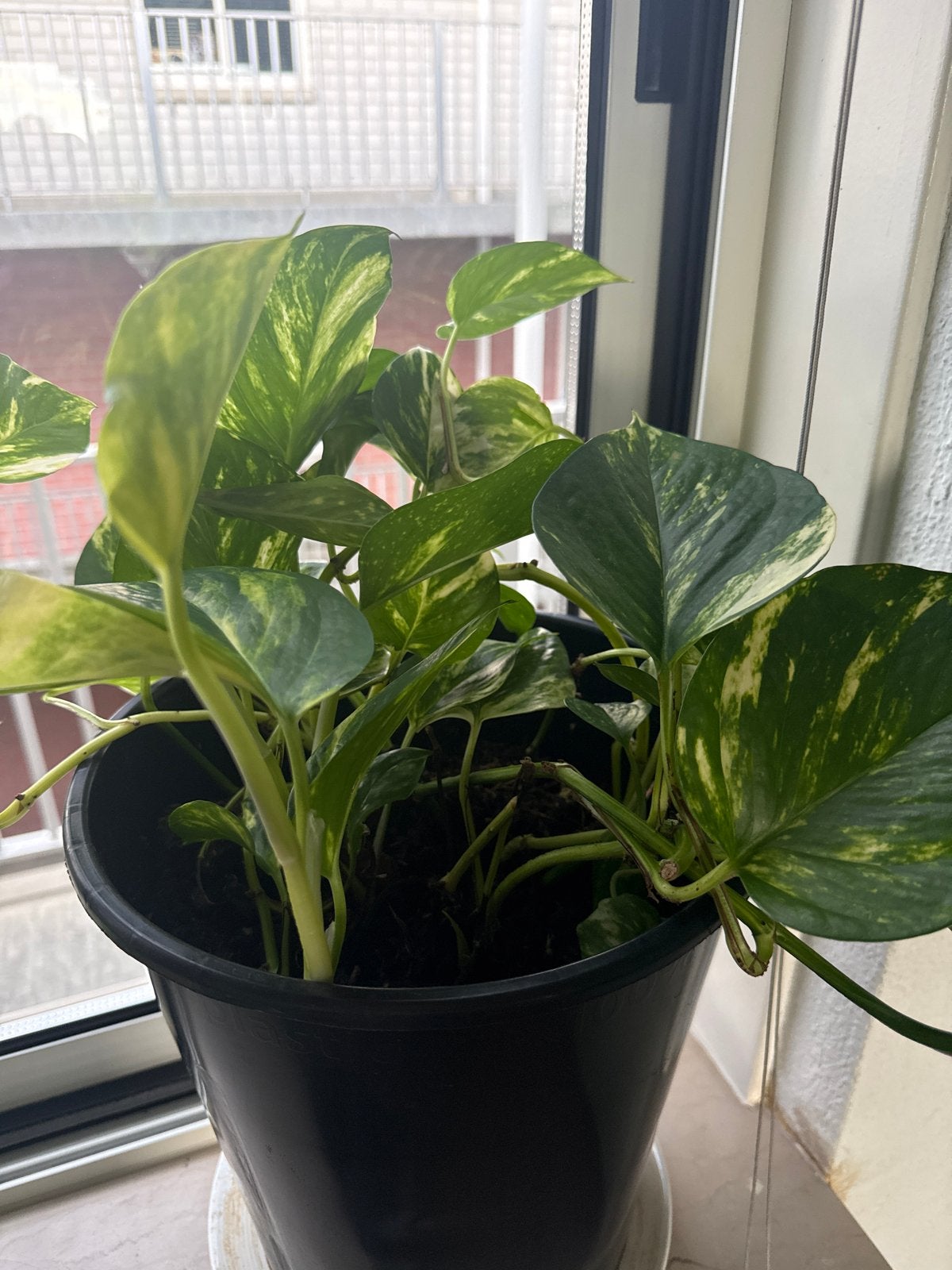 Epipremnum Aureum (Scindapsus) - Groene kamerplant, Huis en Inrichting, Kamerplanten, Overige soorten, Minder dan 100 cm, Groene kamerplant