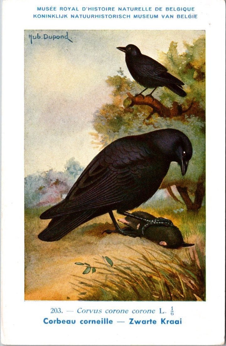 Zwarte Kraai / Carrion Crow – Nº 203 – (KBIN / IRSNB), Verzenden, 1940 tot 1960, Ongelopen, Vogel