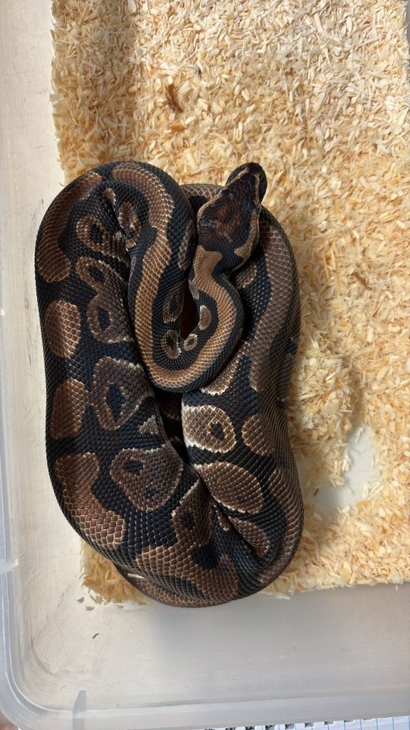 Ballpython - Normal het piebald - 1.0 - 2025 Ball Python - male for sale from Aquadeco