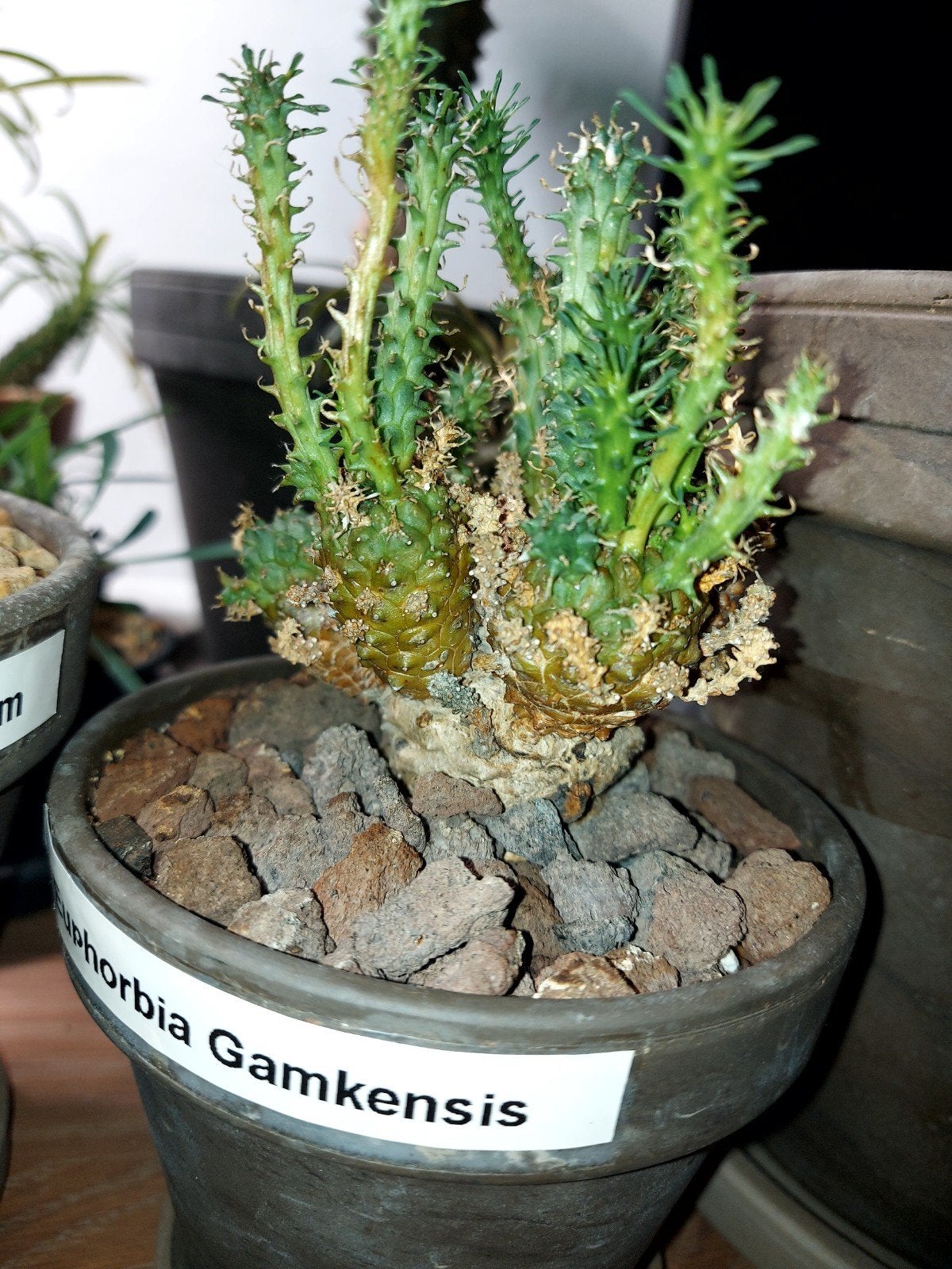 Euphorbia Gamkensis, Huis en Inrichting, Ophalen, Vetplant, In pot, Minder dan 100 cm