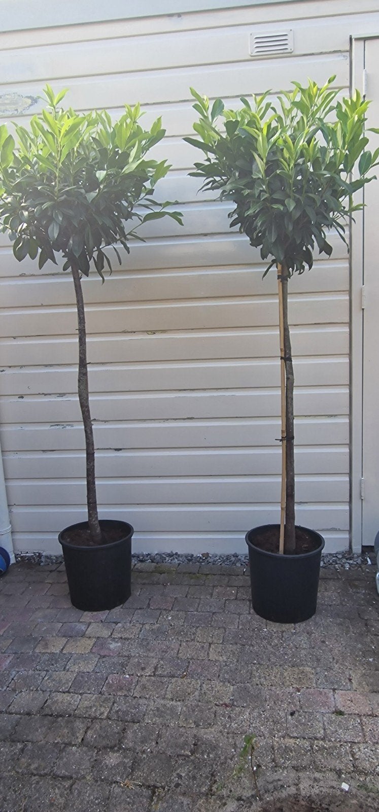 Laurier bol op stam - 150 cm hoog, Vaste plant, Bloeit niet, Halfschaduw, Ophalen