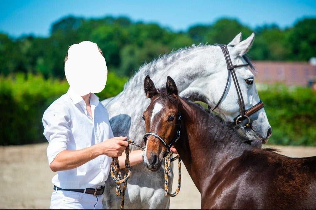 Fokmerrie, Merrie, Springpaard, Met stamboom, 160 tot 165 cm
