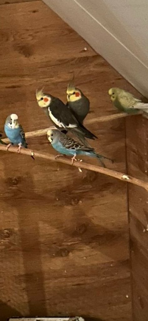 Papagaai, Dieren en Toebehoren, Vogels | Parkieten en Papegaaien, Mannelijk, Papegaai, Geringd