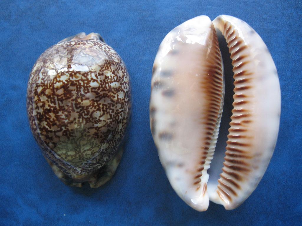 Schelpen: Cypraea arabica immanis S.S. f++/gem 60-74mm+, Verzenden, Schelp(en)