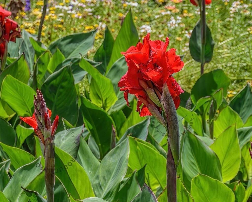 Prachtige rode Canna knollen te koop, Ophalen of Verzenden, Voorjaar, Volle zon, Knol