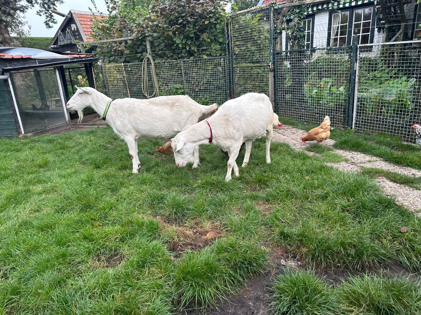Gratis 2 Geiten en 7 kippen, overname voor goed tehuis., Dieren en Toebehoren, Vrouwelijk, Geit, 6 jaar of ouder