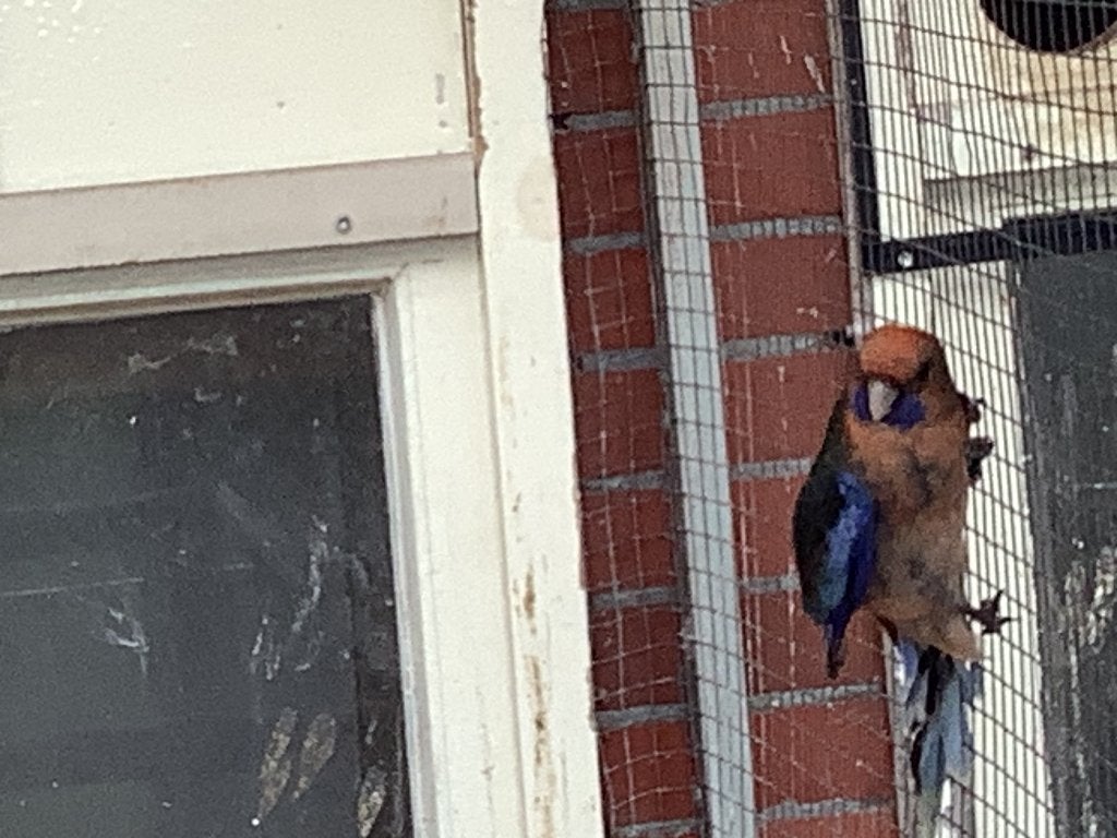 Pennant rosella, Meerdere dieren, Parkiet, Geringd
