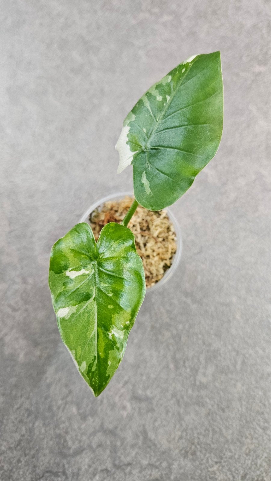 Alocasia Okinawa Silver Variegata, Ophalen of Verzenden, Halfschaduw, Minder dan 100 cm