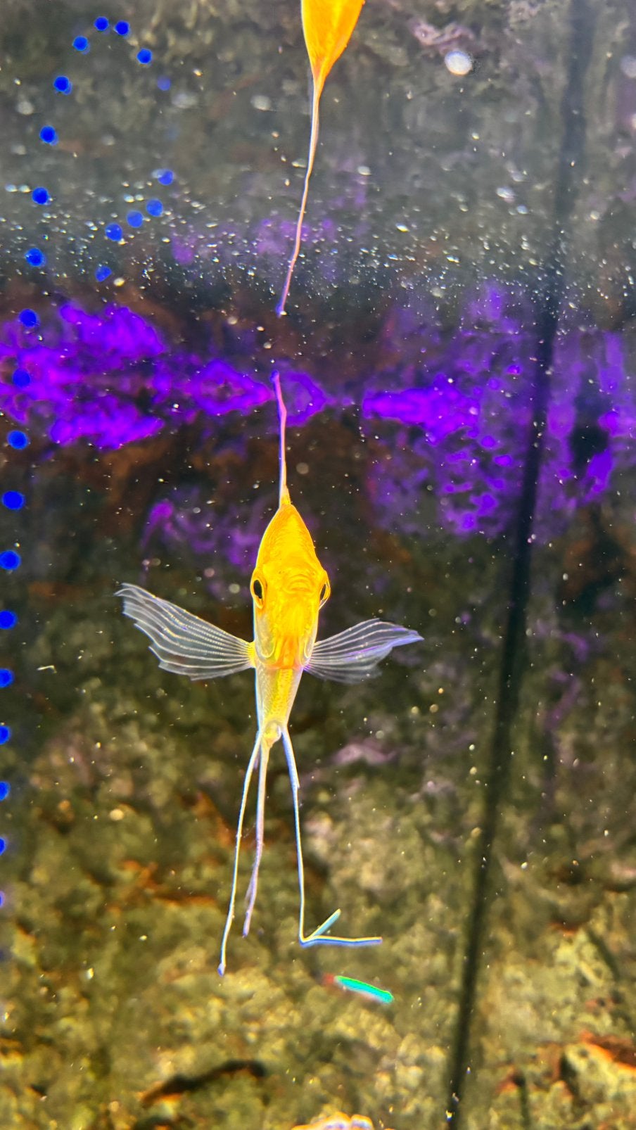 Maanvis, Dieren en Toebehoren, Vissen | Aquariumvissen, Vis, Zoetwatervis