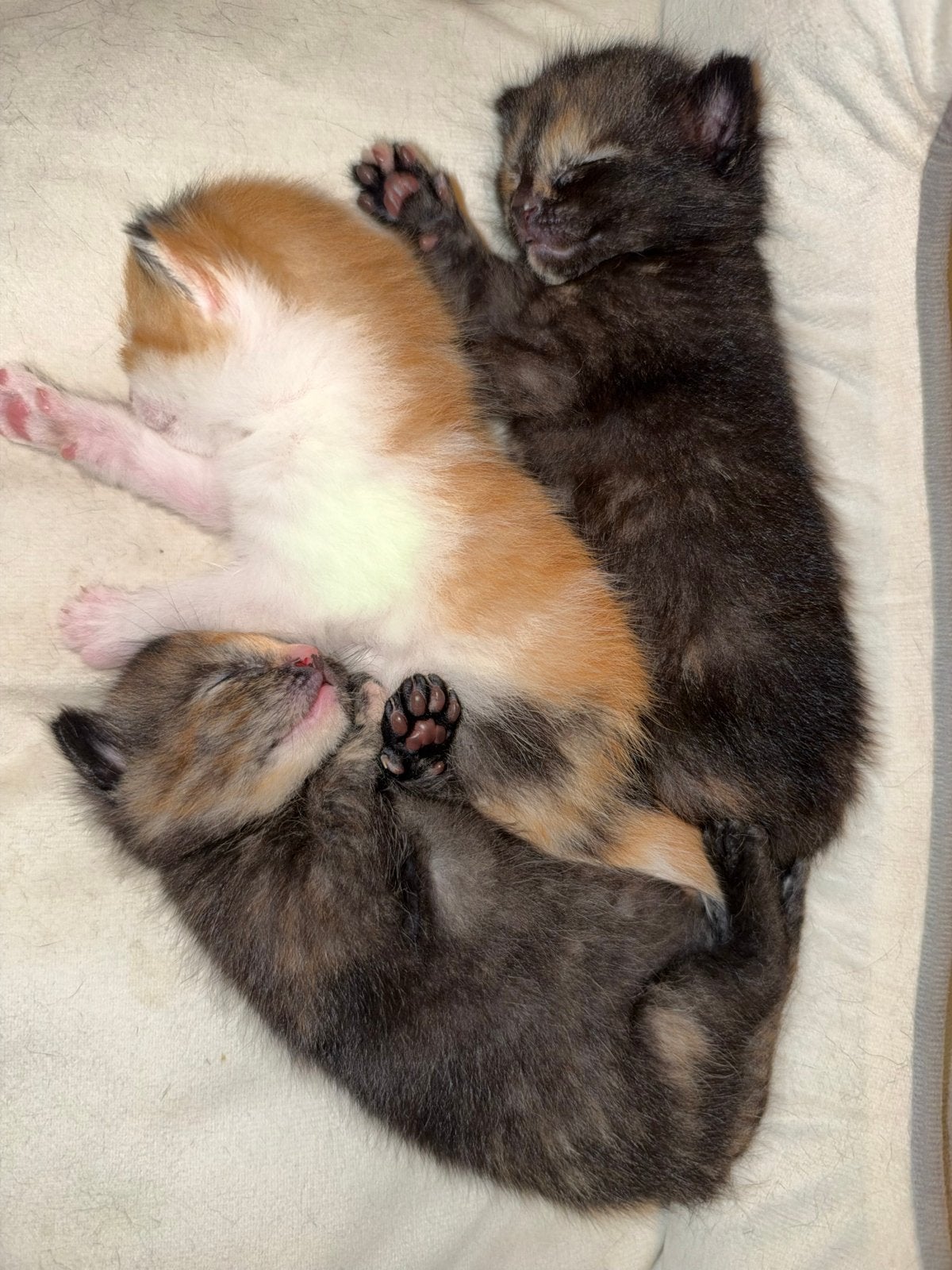 Kittens