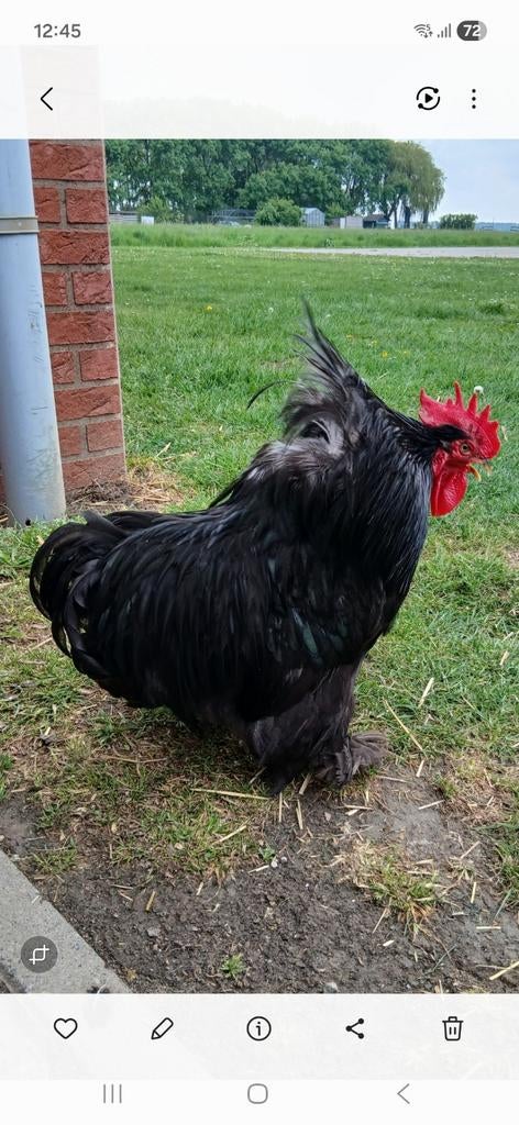 2x haan gratis, Dieren en Toebehoren, Pluimvee, Mannelijk, Kip