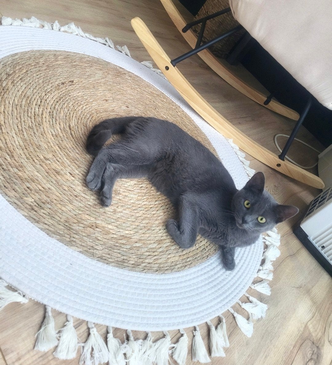 Blauwe Rus 2 jaar oud/ niet gesteriliseerd, Poes