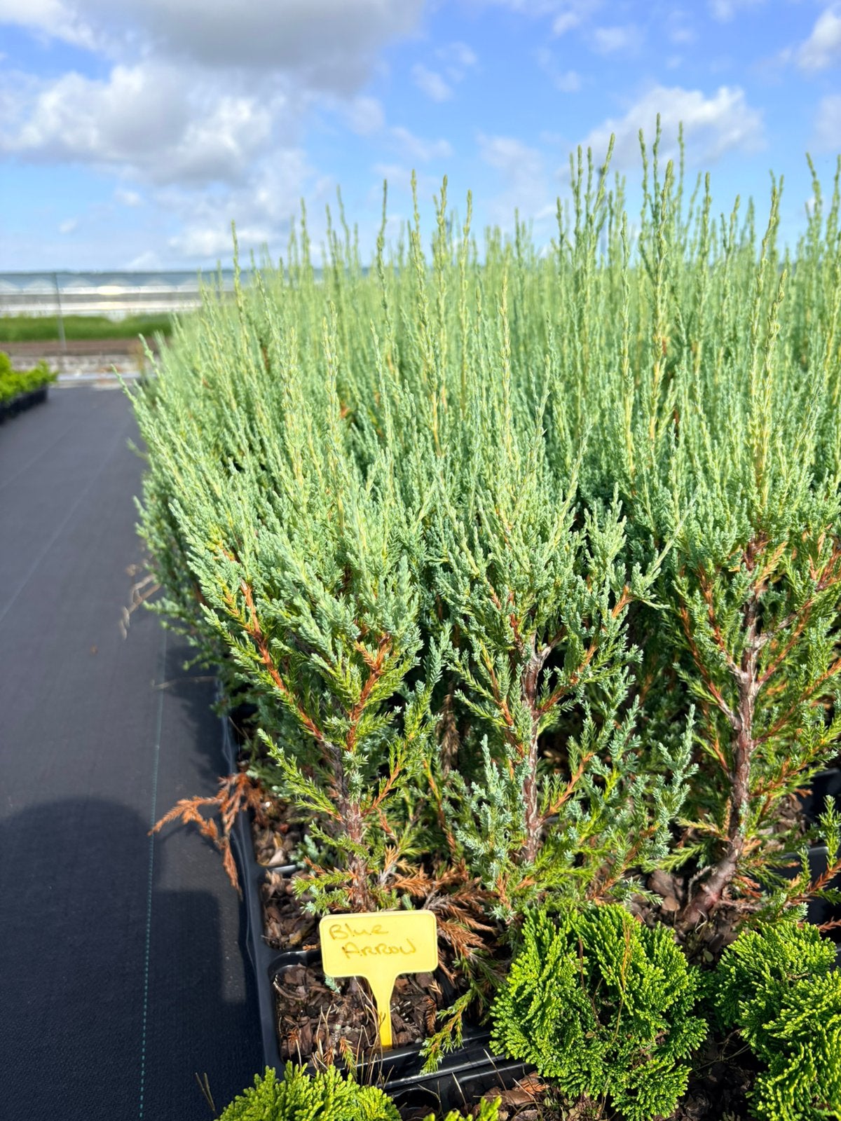 Aanbieding! Jeneverbes (Juniperus scopulorum 'Blue Arrow'), Tuin en Terras, Planten | Tuinplanten, Overige soorten, Volle zon
