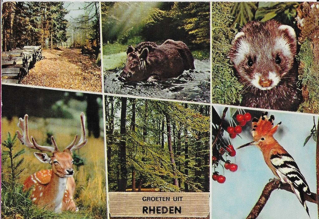 Ch710 Gelopen ansichtkaart groeten uit Rheden, Verzamelen, Ansichtkaarten | Nederland, Ophalen of Verzenden, 1980 tot heden, Gelopen