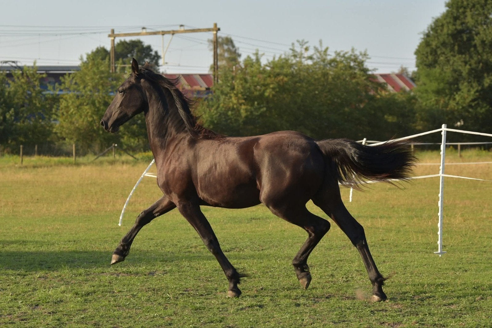 Unieke friese jaarling merrie met vol papier, Dieren en Toebehoren, Paarden, Merrie, Dressuurpaard, Met stamboom, 0 tot 2 jaar