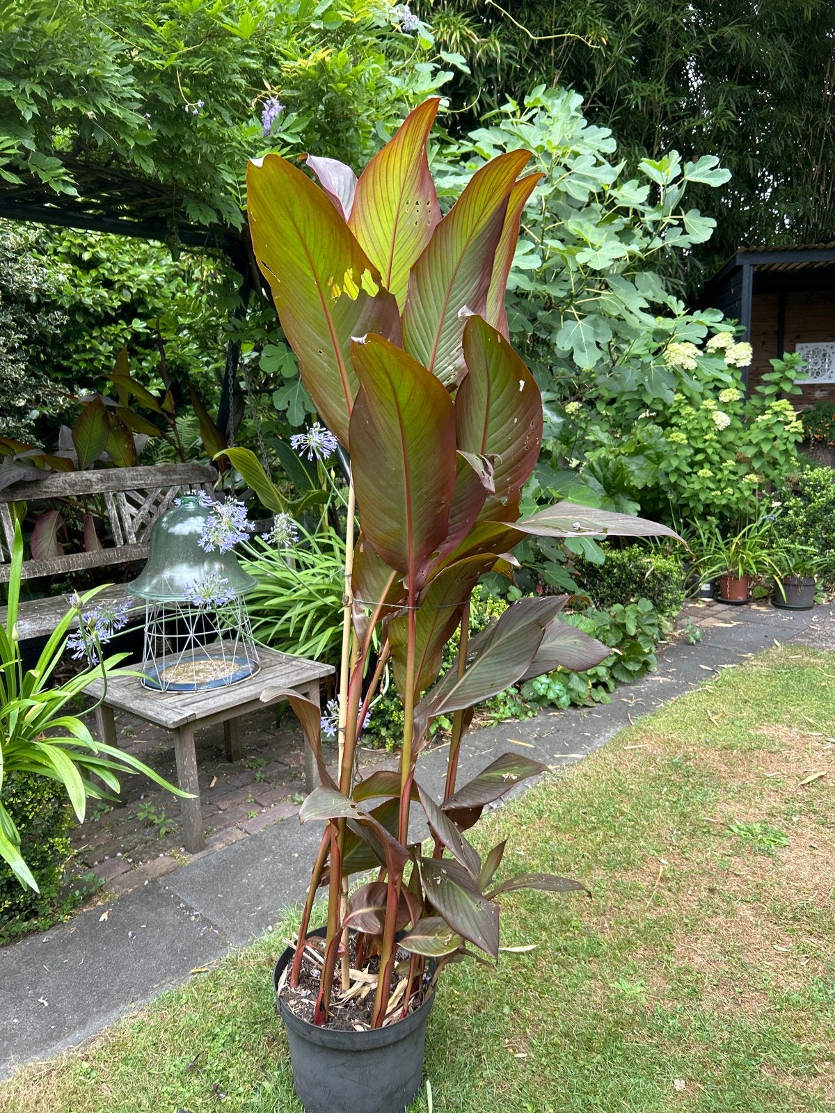 Canna 'Red Stripe' - Tropische Schoonheid voor uw Tuin, Volle zon, Vaste plant, Zomer, Ophalen