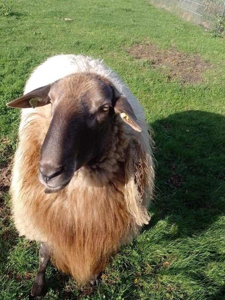 Schoonebeeker / Hebridean schapen, Meerdere dieren, Schaap, 0 tot 2 jaar