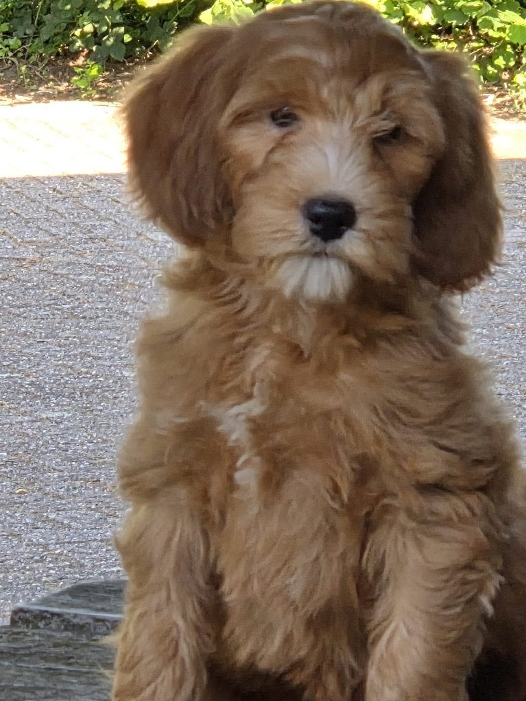 prachtige medium labradoodle pups, Parvo, Nederland, 15 weken tot 1 jaar, Overige rassen