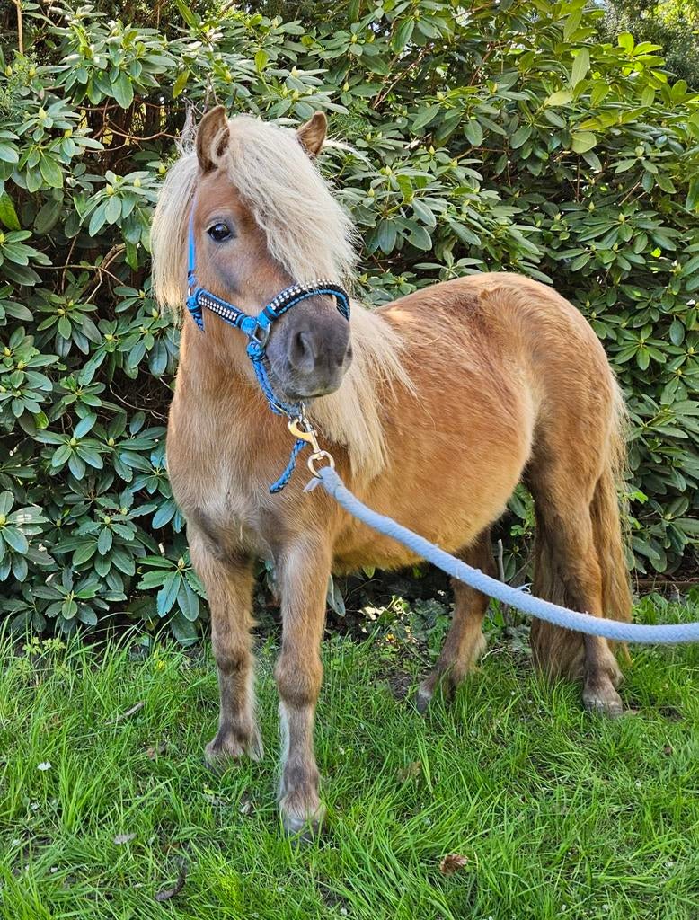Lief Shetlander-duo te koop: Sergeant & Pepper, Dieren en Toebehoren, Ruin, A pony (tot 1.17m)