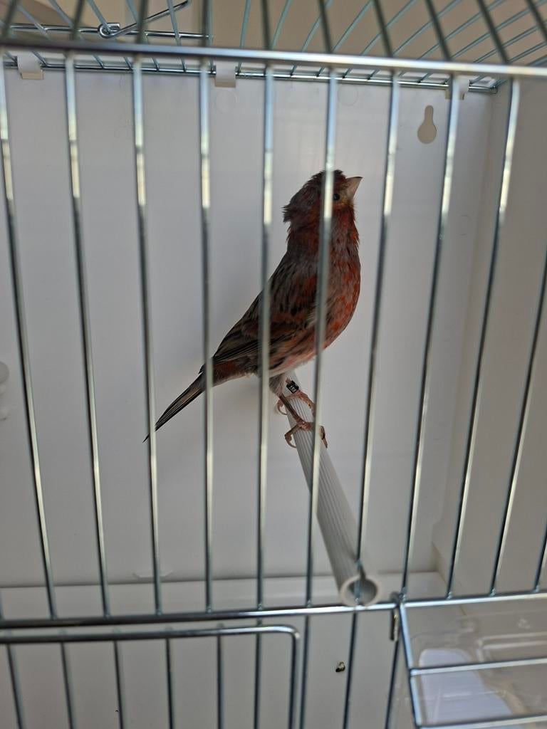 Harlekijn Kuif Man, Dieren en Toebehoren, Vogels | Kanaries, Mannelijk, Kleurkanarie