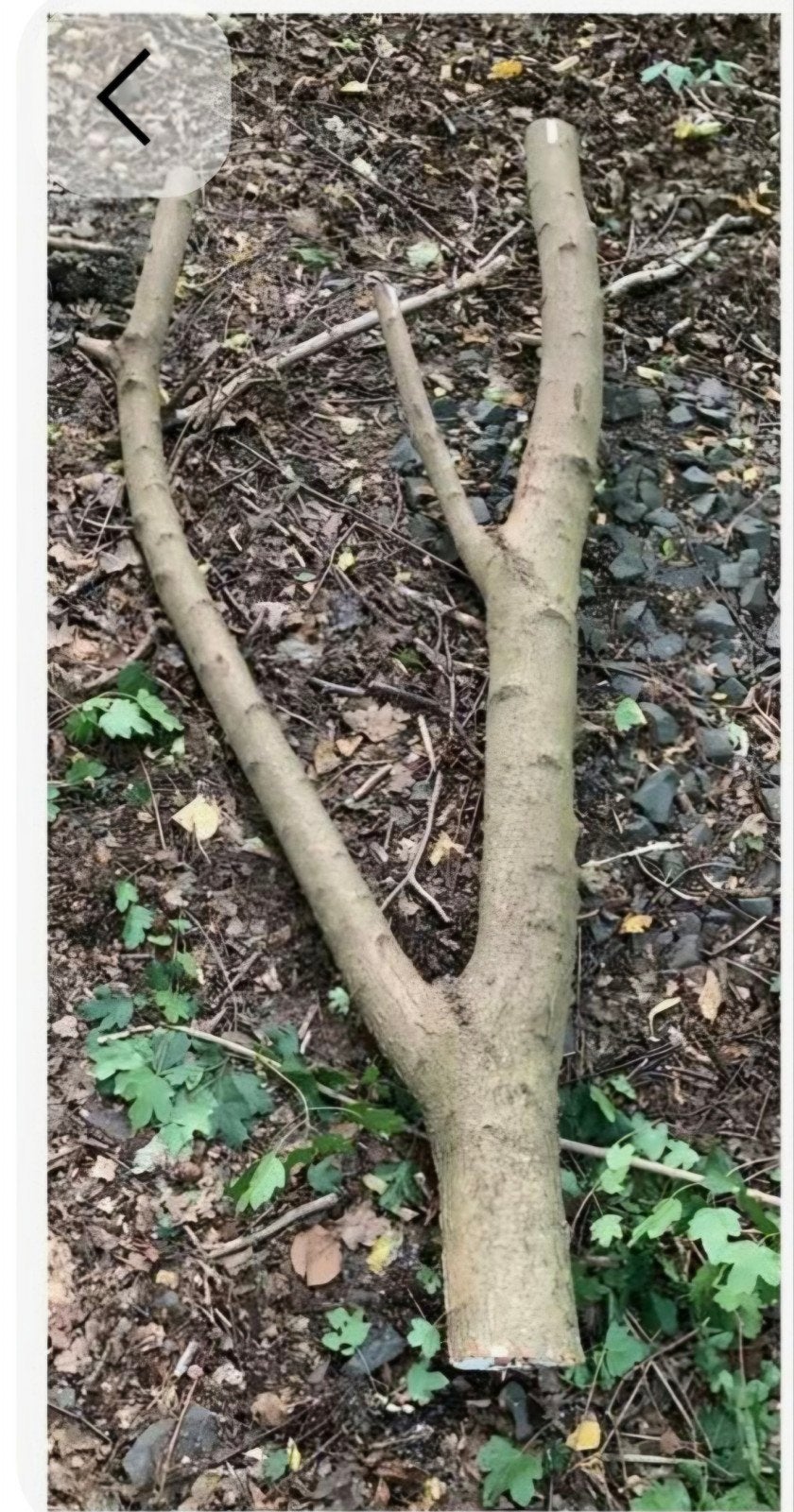 GEZOCHT : Grote stronk voor decoratie of knutselprojecten, Gebruikt, 100 cm of meer, Binnen, Ophalen of Verzenden