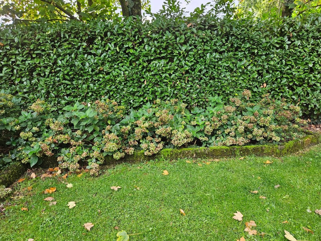Blauwe hortensia"s, Vaste plant, Halfschaduw, Zomer, Ophalen