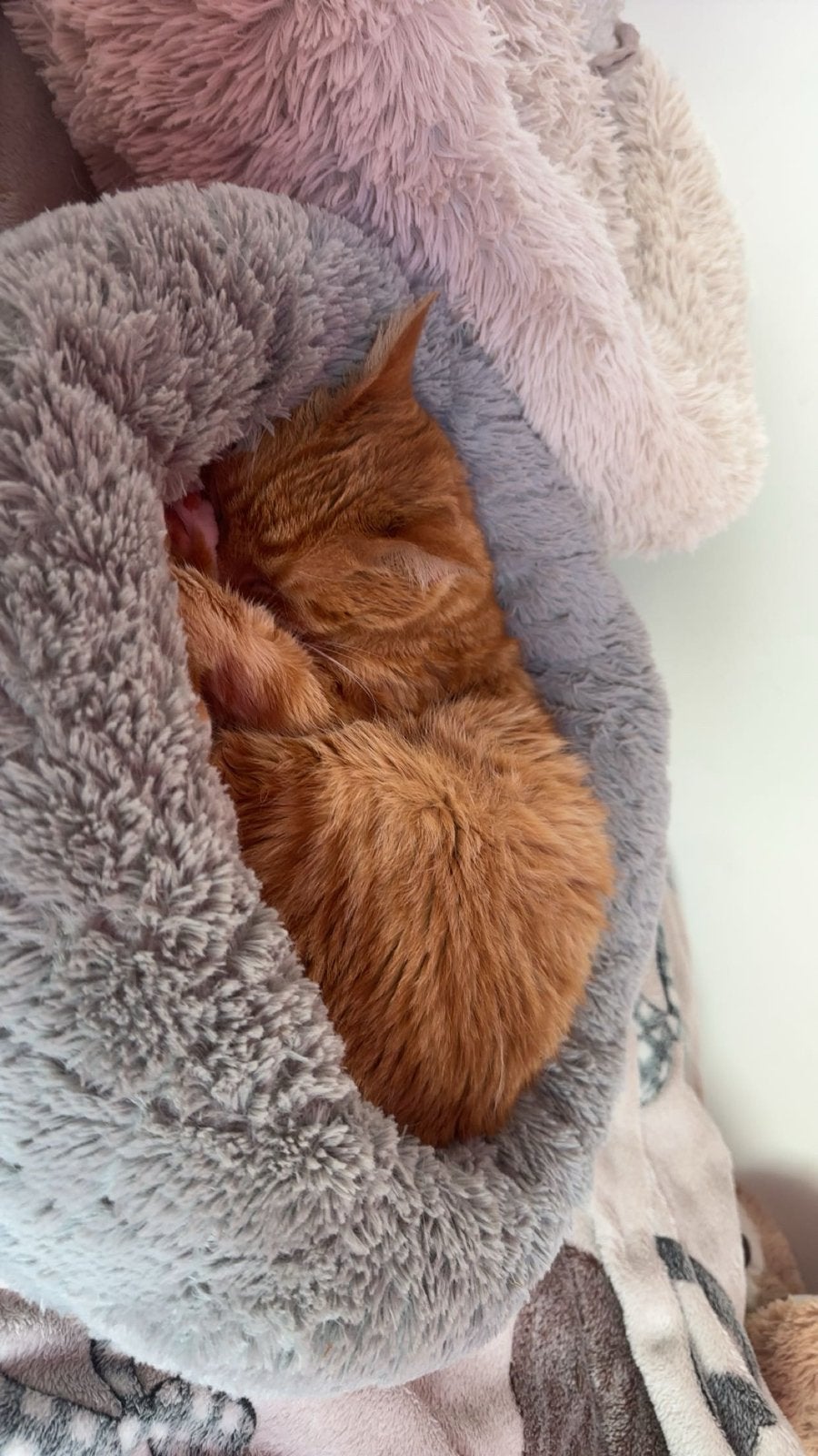 2 katten zoeken nieuwe thuis, Ophalen, Schoenen met lage hakken, Nieuw, Oranje