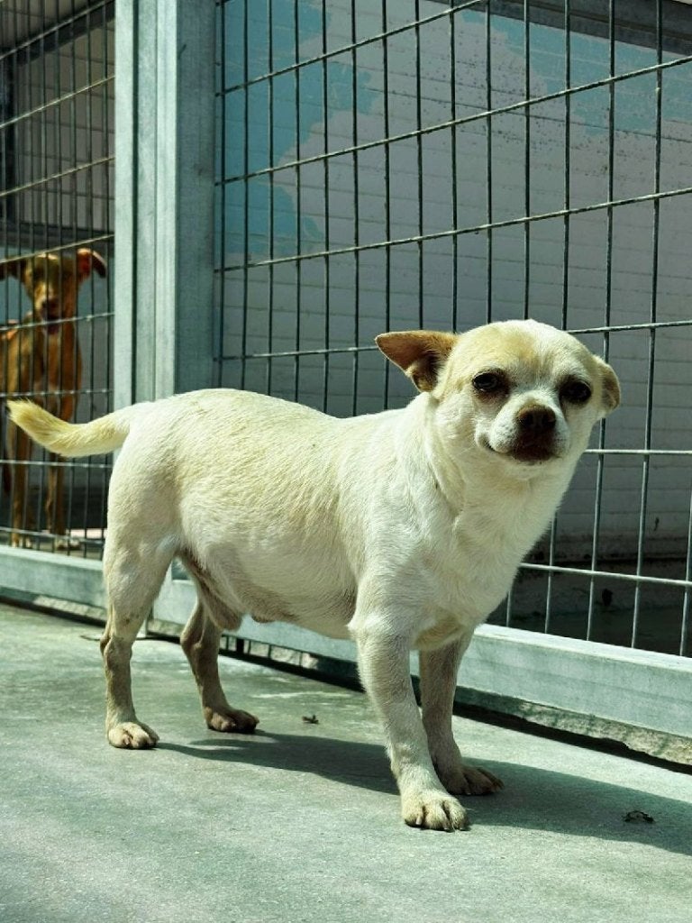 ACE: Ferdinand, wie staat er voor hem op?, 6 jaar of ouder, Particulier, Reu, Buitenland