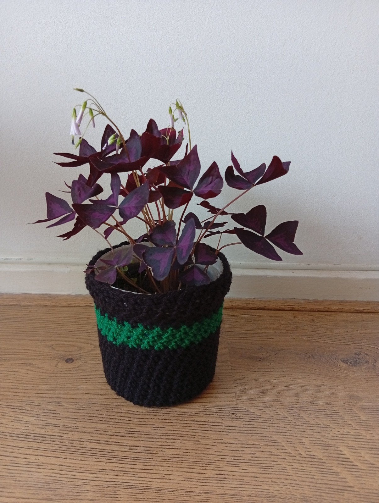 vlinders plant (Oxalis)., Ophalen of Verzenden