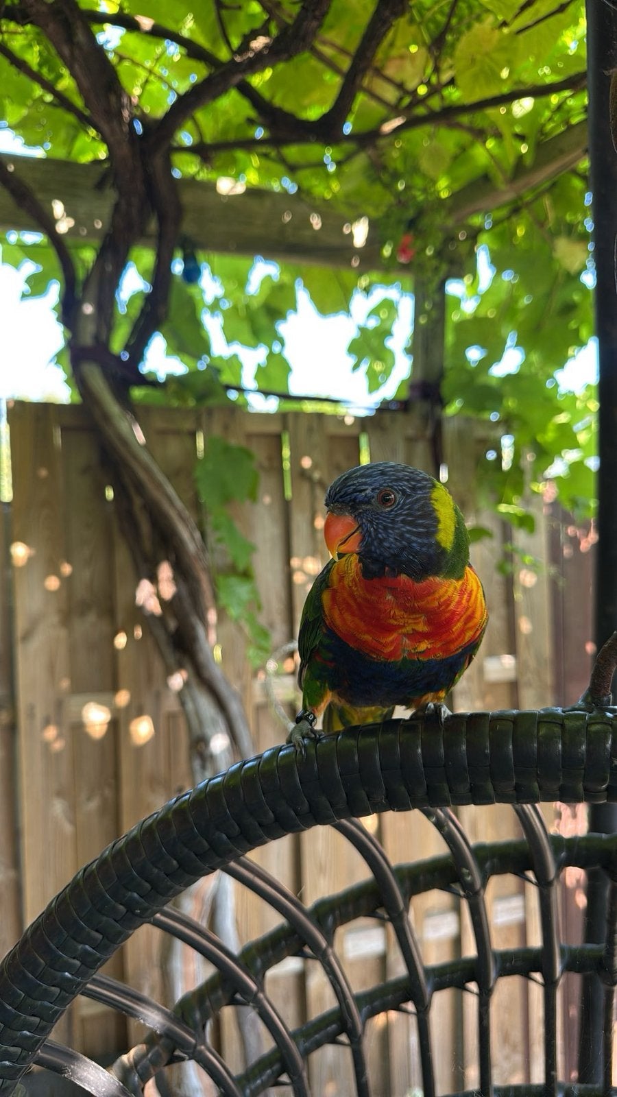 Lieve Rainbow Lorikeet! Heel tam, Mannelijk, Papegaai, Geringd