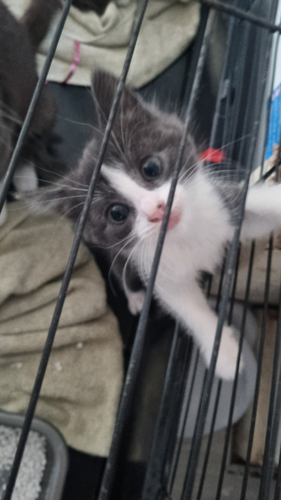 1 female kitten, 6 weeks old, Poes
