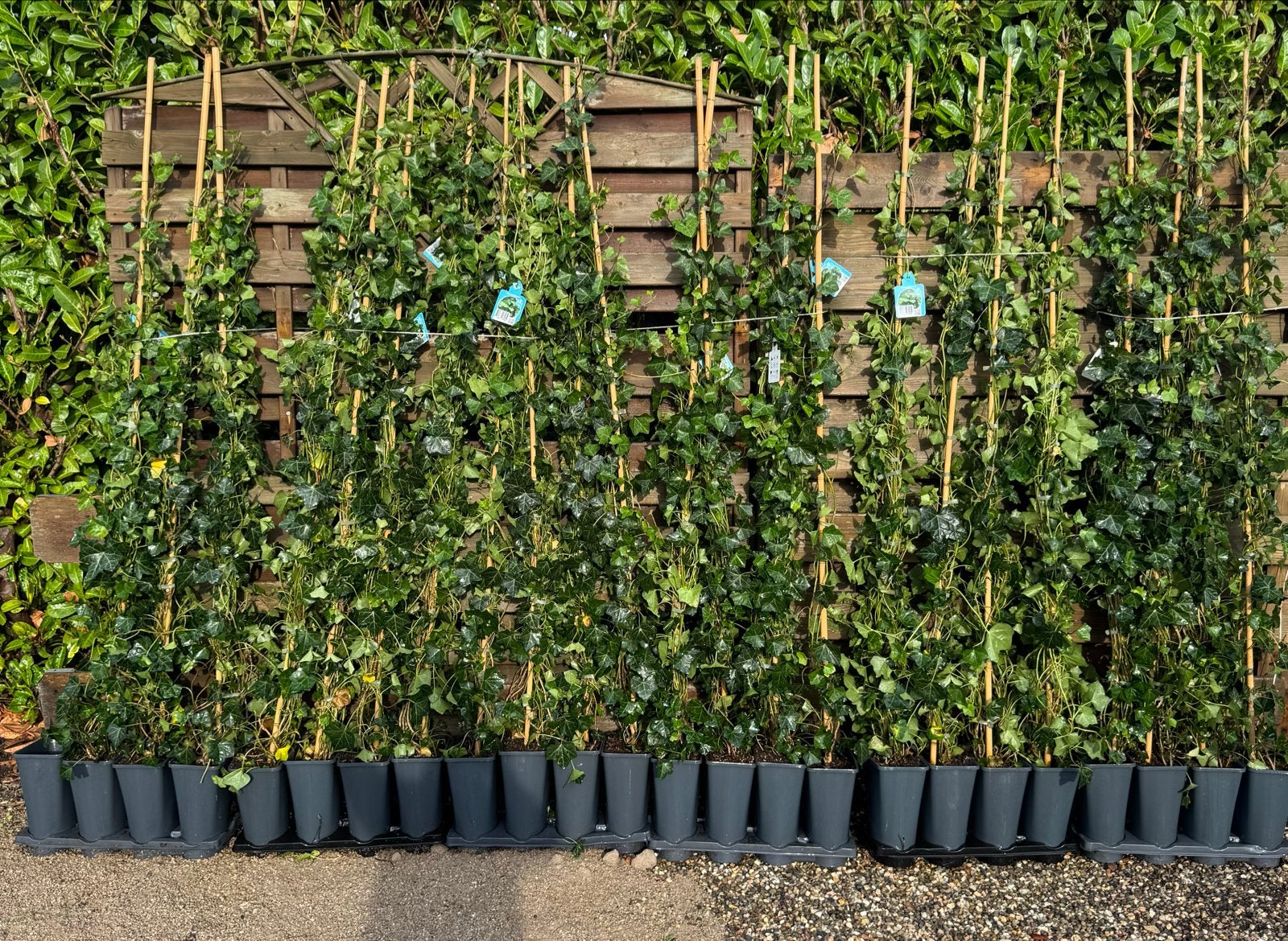 Hedera Hibernica - Klimop voor een groene afscheiding, Vaste plant, Ophalen of Verzenden, Bloeit niet, Halfschaduw