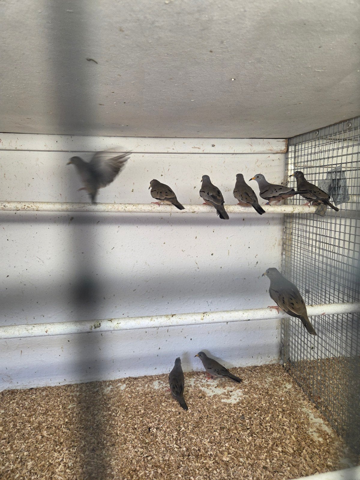 peru duifjes, Dieren en Toebehoren, Vogels | Duiven, Meerdere dieren, Overige soorten