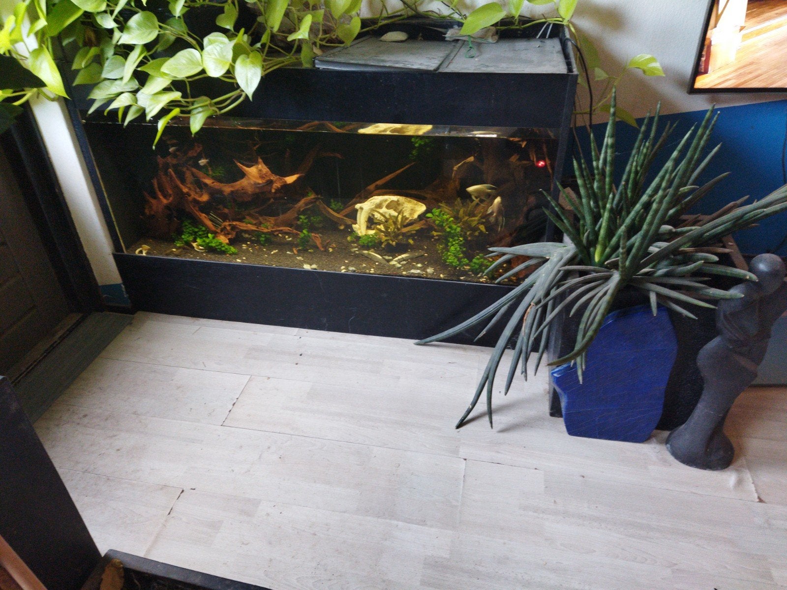 aquarium gratis afhalen, Dieren en Toebehoren, Ophalen of Verzenden, Leeg aquarium