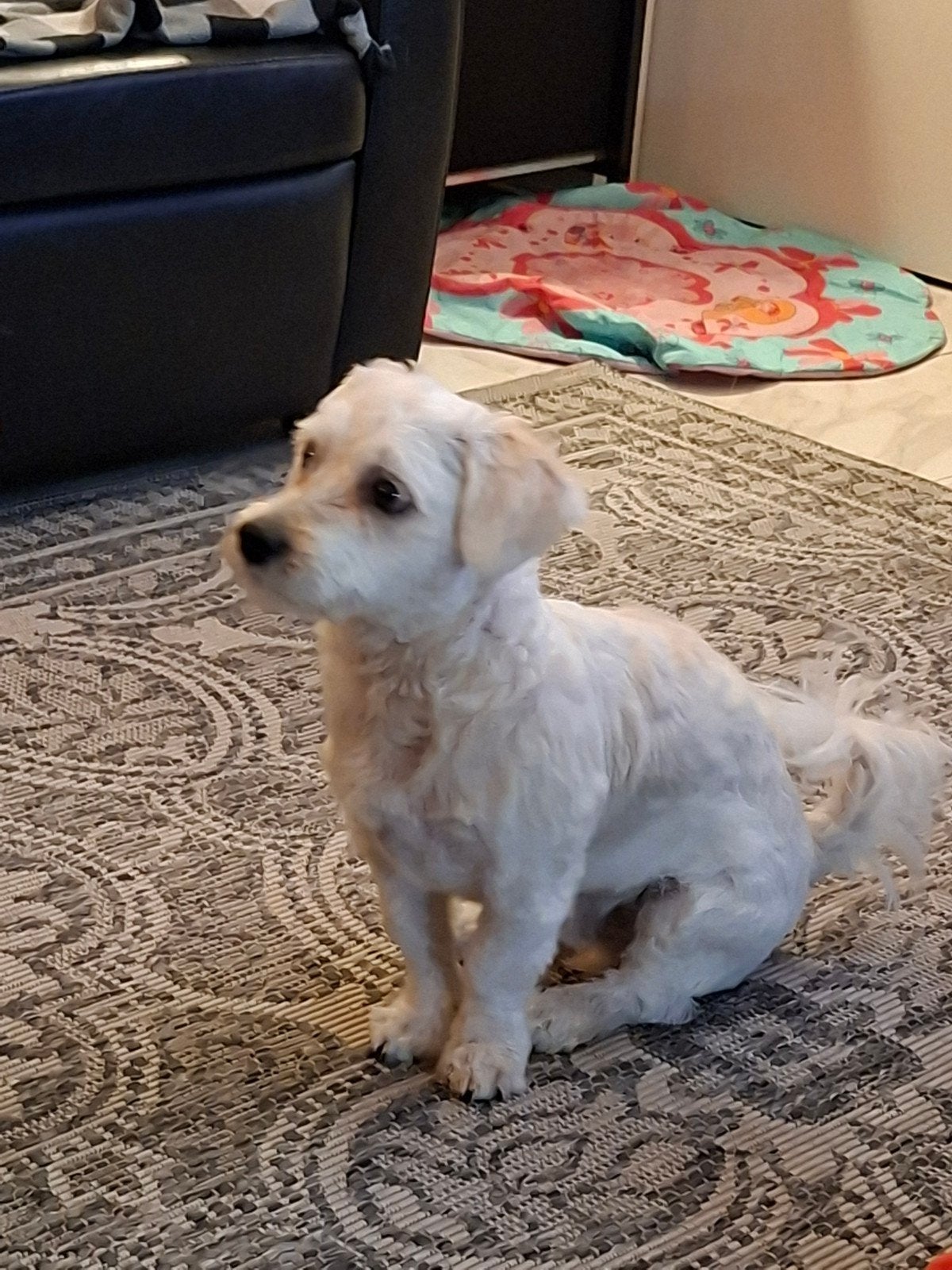 Malteser pup reu 7 mnd, Dieren en Toebehoren, 15 weken tot 1 jaar, CDV (hondenziekte), Eén hond, Nederland