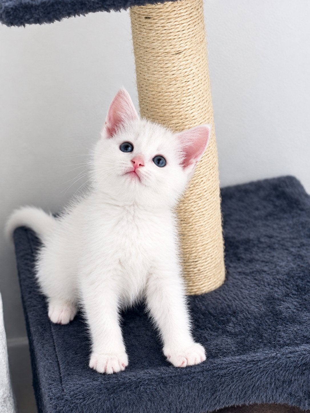 Europese korthaar kitten 8 weken, Dieren en Toebehoren, Poes, Ontwormd, 0 tot 2 jaar