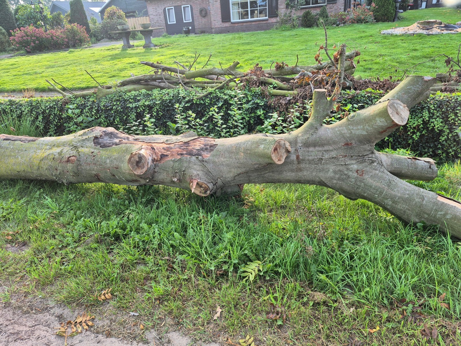 Grote beukenstam en takken - Ideaal voor brandhout, 3 tot 6 m³, Ophalen, Beukenhout, Stammen