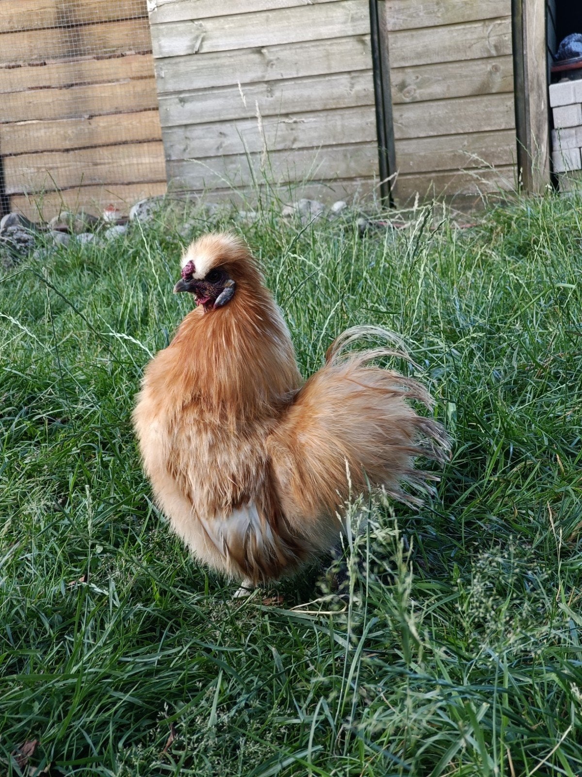 2 Zijdehoen hanen., Dieren en Toebehoren, Pluimvee, Mannelijk, Kip