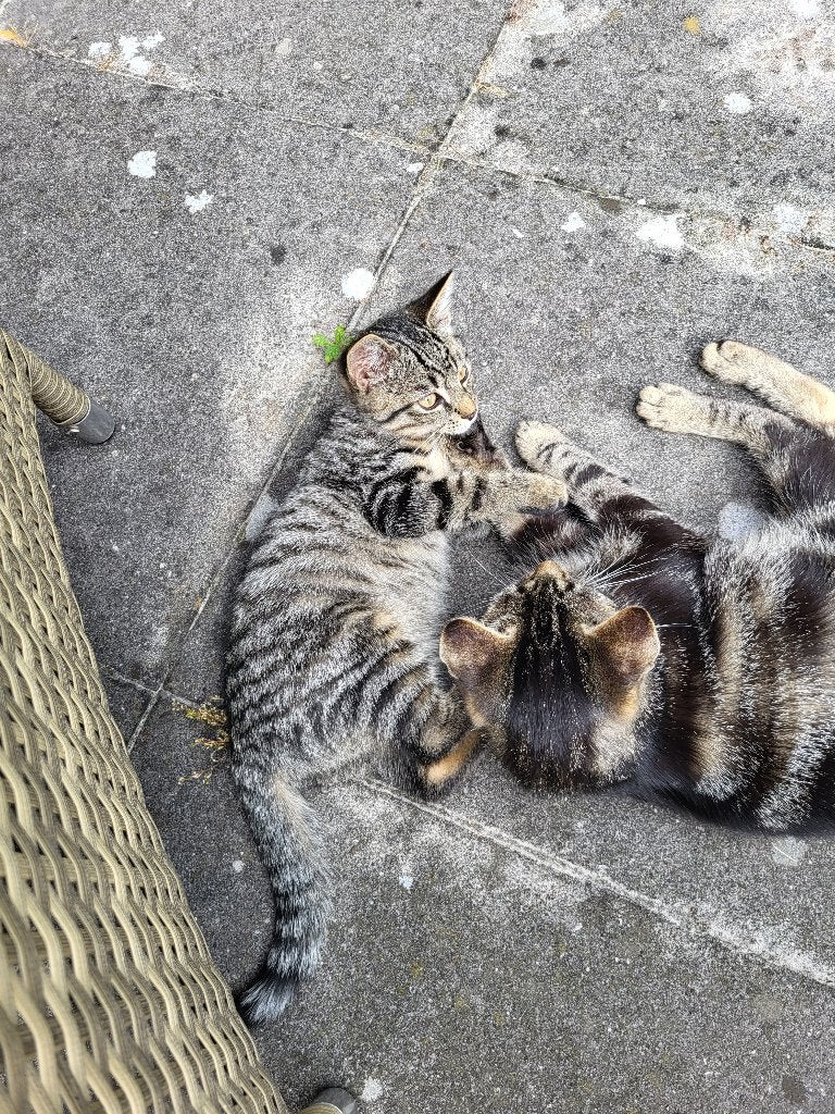 kitten, Poes, 0 tot 2 jaar